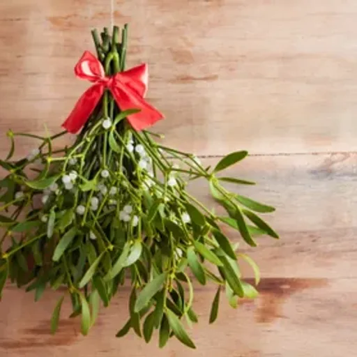 Mistletoe