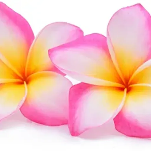 Plumeria