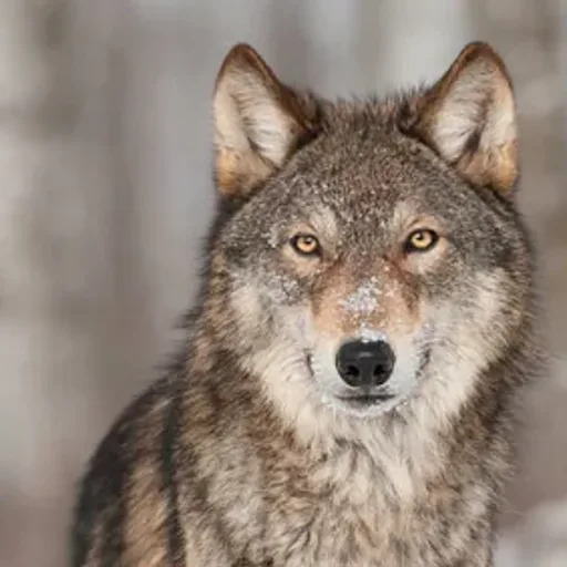 Werewolf