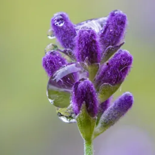 Lavender Rain