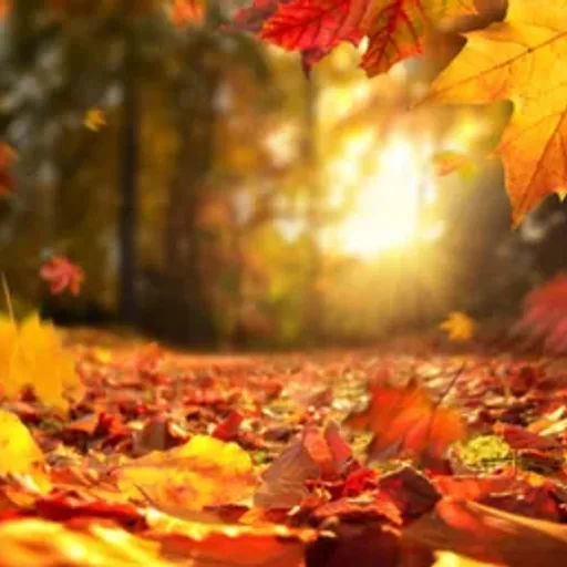 Autumn Leaves