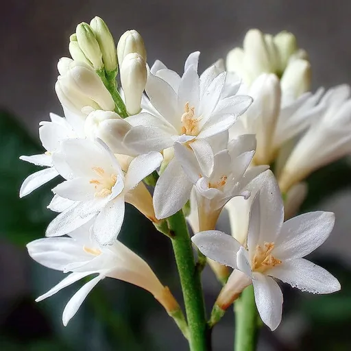 Tuberose