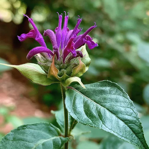 Bee Balm
