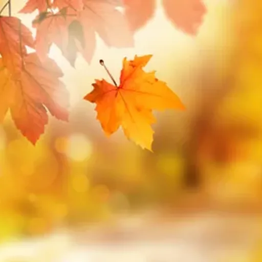 Autumn Magic