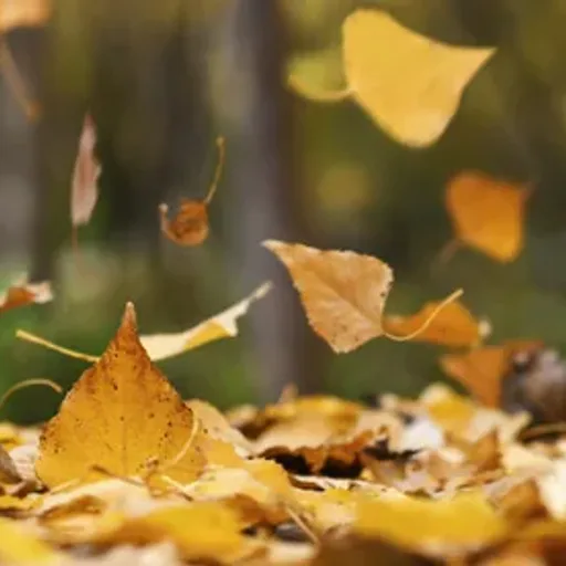 Falling Leaves