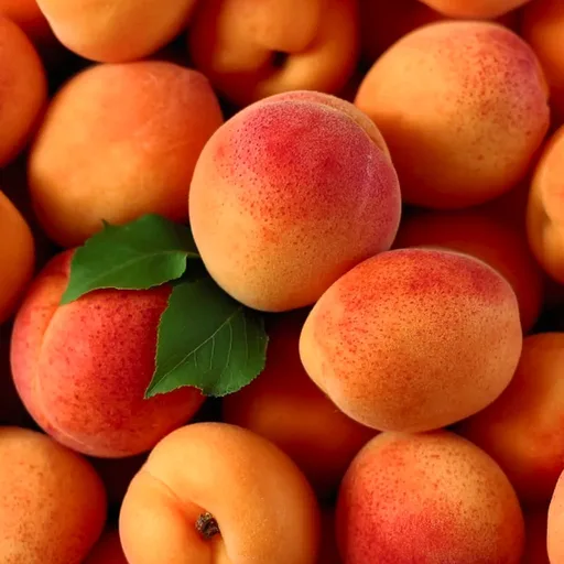 Apricot