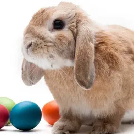 Easter Bunny Burps