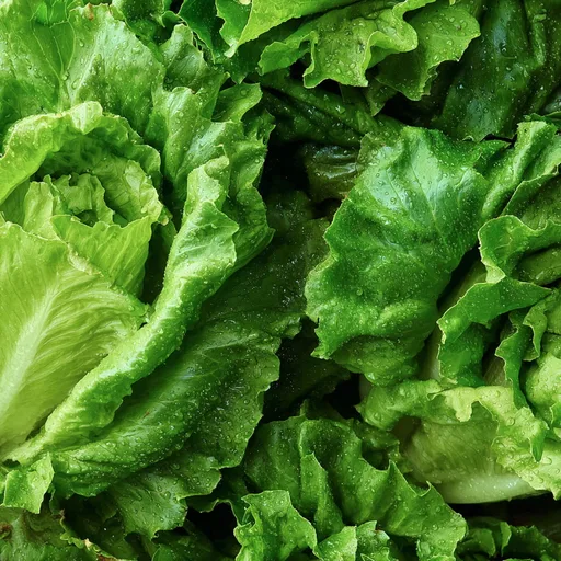 Lettuce Pray