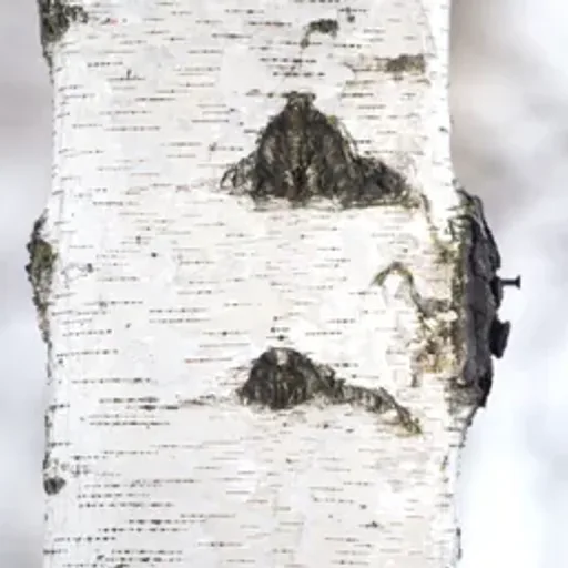 Cracklin' Birch
