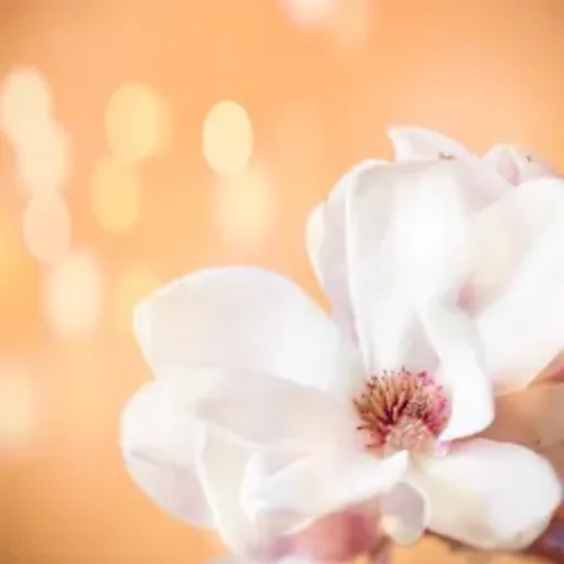 Peach Magnolia Raspberry