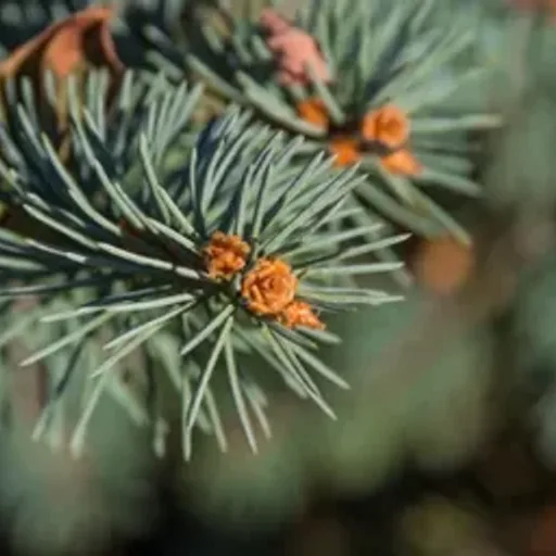 Balsam and Cedarwood