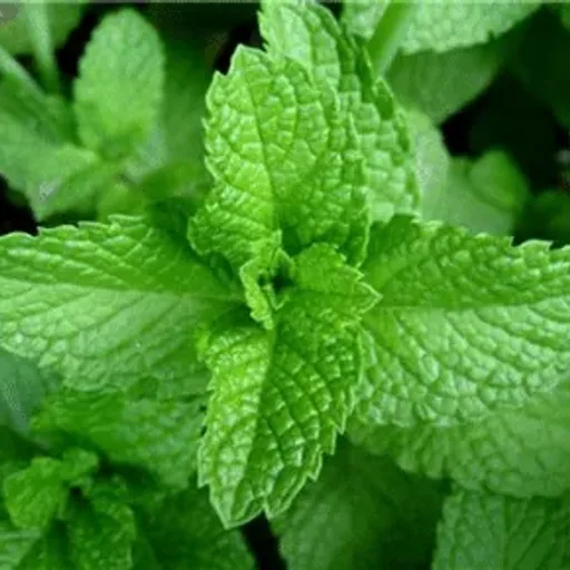 Garden Mint
