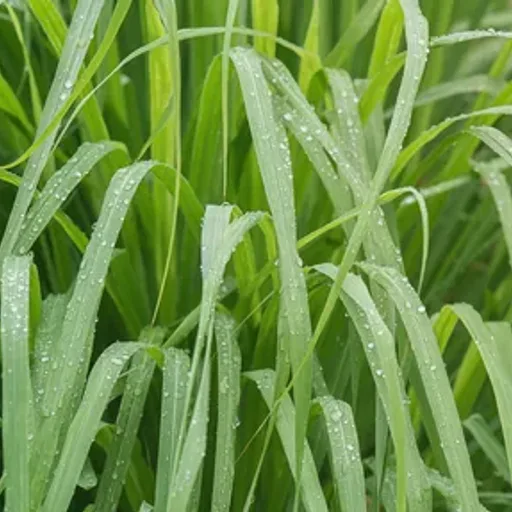 Lemongrass