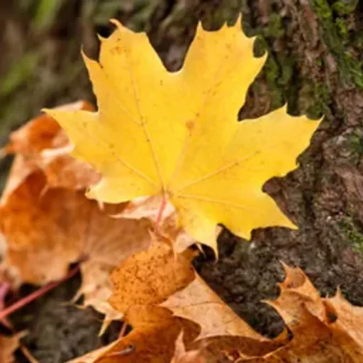 Leaves Type