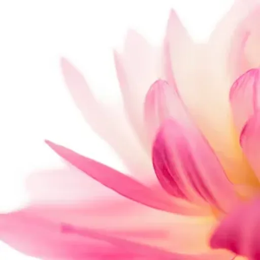 Water Lily and Jasmine