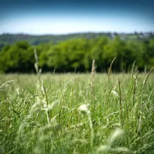 Sweet Grass