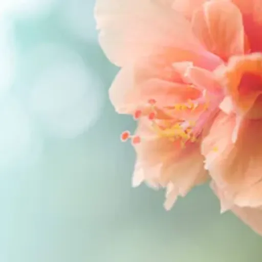 White Peach and Hibiscus