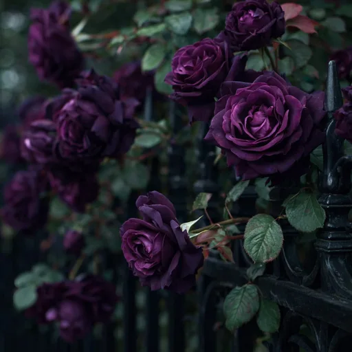 Black Rose & Oud