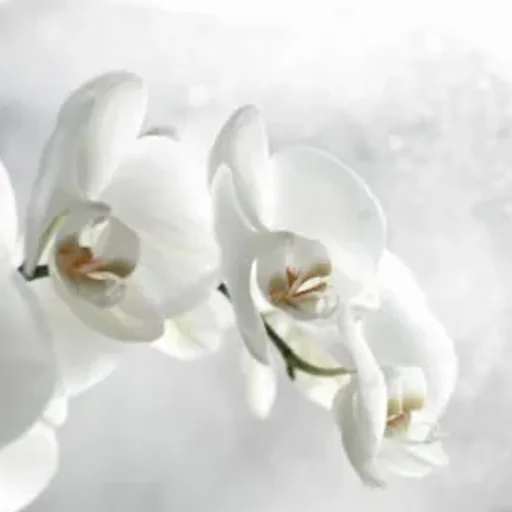 Orchid Rain