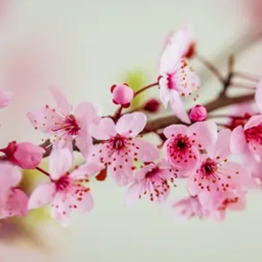 Japanese Cherry Blossoms