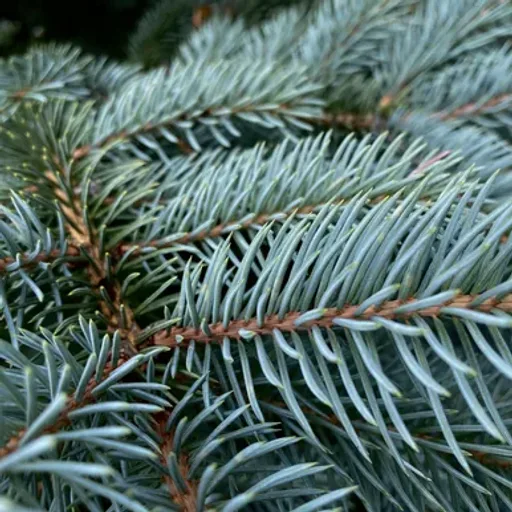 Blue Spruce