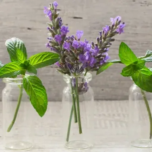 Lavender Mint