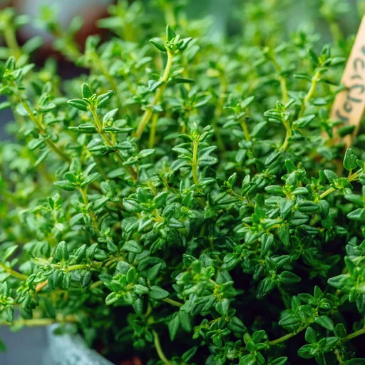 Thyme