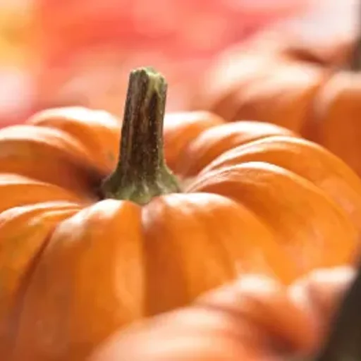 Fall Festival