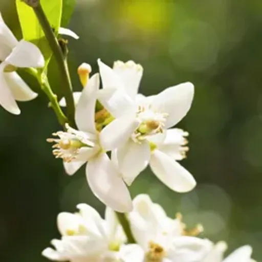 Orange Blossoms