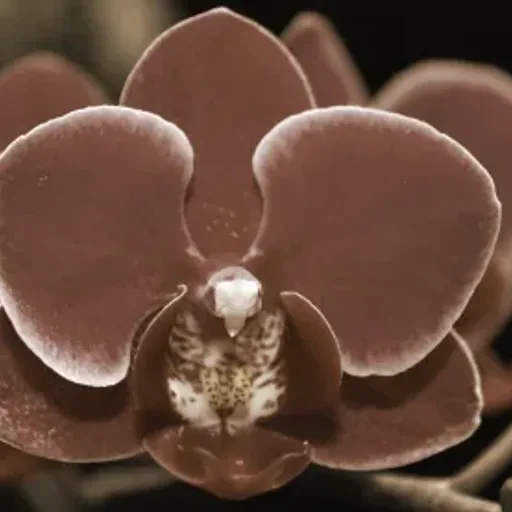 Chocolate Orchid