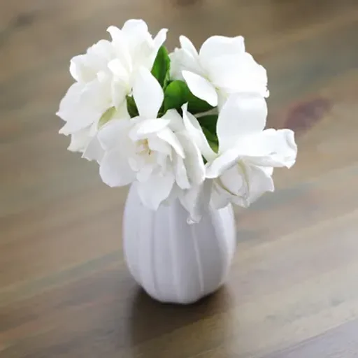 Gardenia