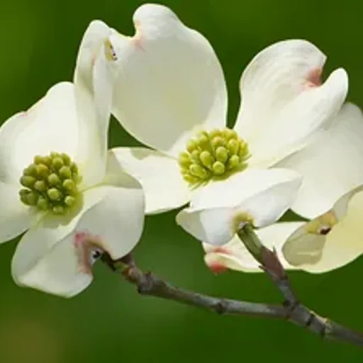 Flowering Dogwood