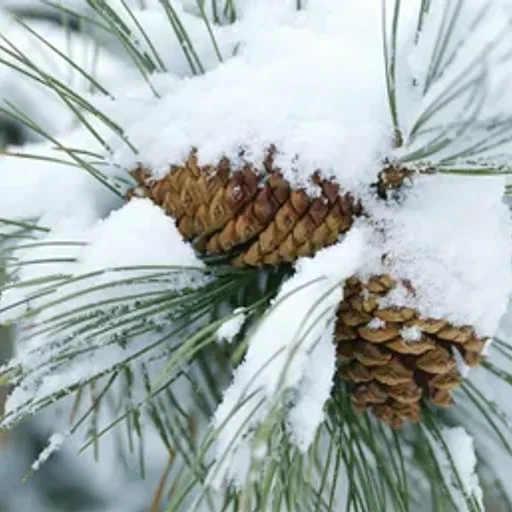 Rocky Mountain Christmas