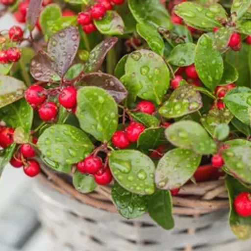 Teaberry