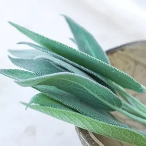 Sage Leaf