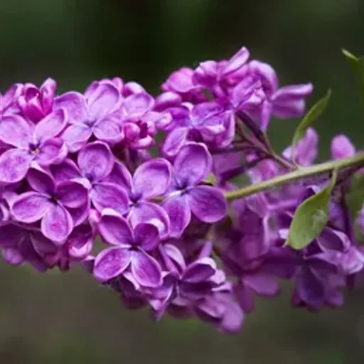 Lilac