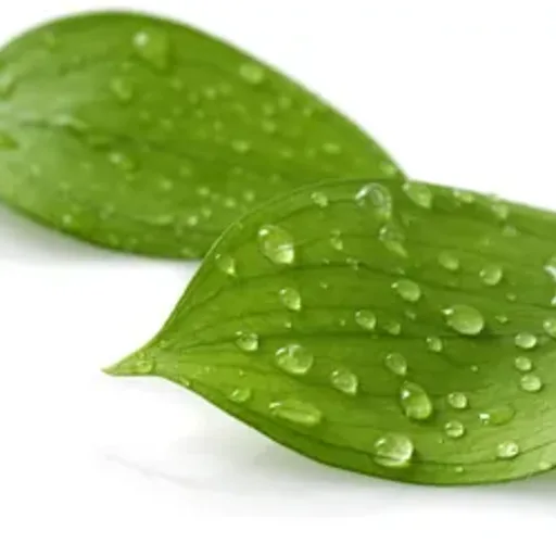 Rain Kissed Leaves