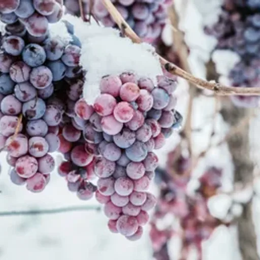 Iced Wine Lush Type