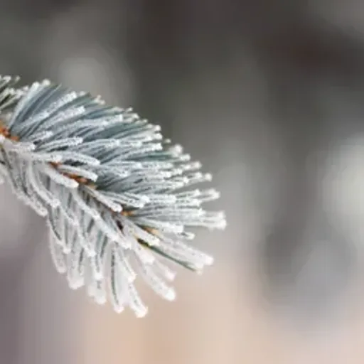 Sugared Spruce