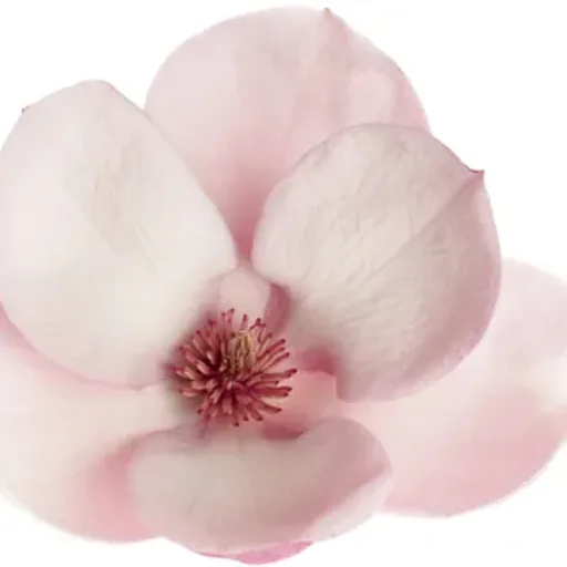 Magnolia