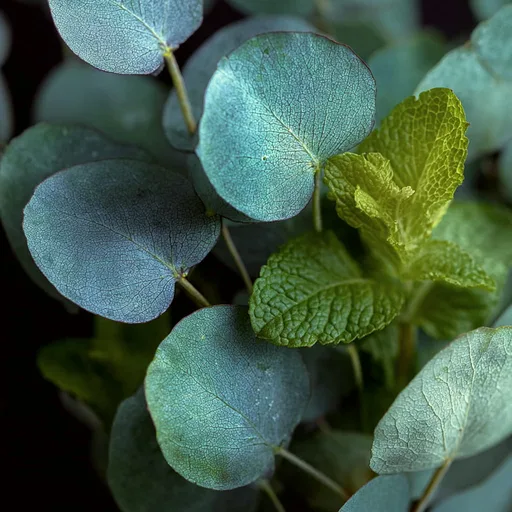 Eucalyptus Mint