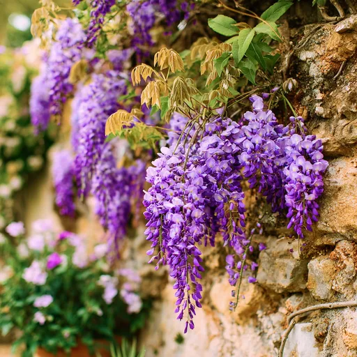 Wisteria